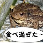 toad-405121_960_720