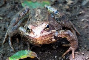toad-459033_960_720